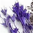 Pemberly Row 10-inch High Real Preserved Mixed Bouquets in Small Size
