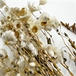 Pemberly Row 10-inch High Real Preserved Mixed Bouquets in Small Size