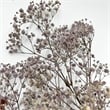 Pemberly Row 10-inch High Real Preserved Mixed Bouquets in Small Size