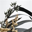 Pemberly Row 14-inch High Real Preserved Mixed Bouquets in Medium Size