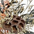 Pemberly Row 14-inch High Real Preserved Mixed Bouquets in Medium Size