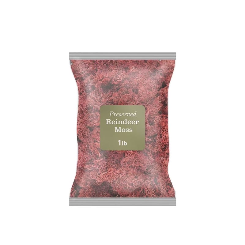 Pemberly Row Traditional 450g Preserved Reindeer Moss in Red