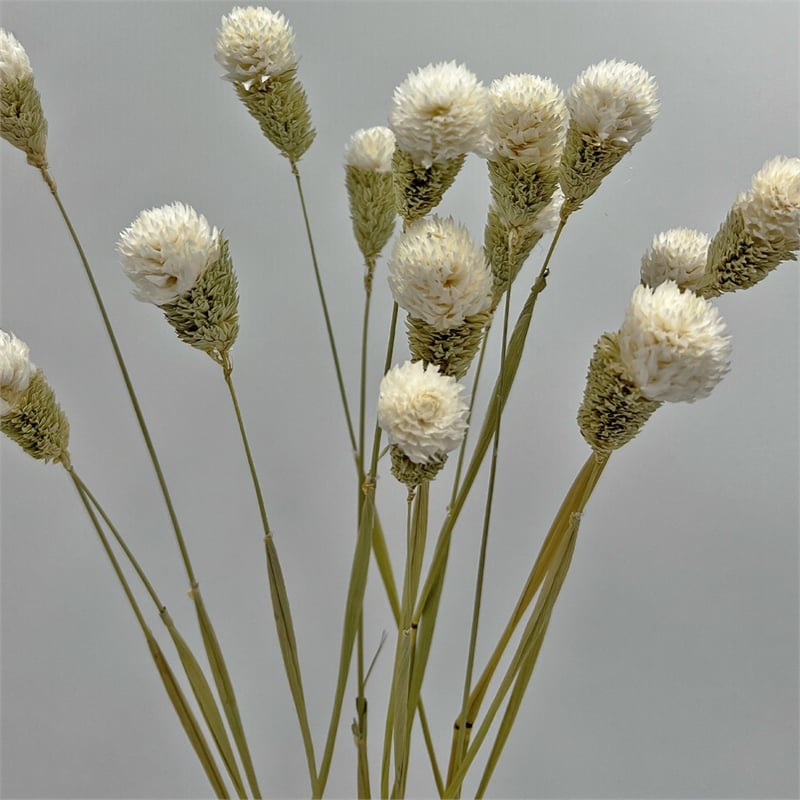 Pemberly Row Bundle of 4 Dried Gomphrena Globosa 22-24