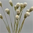 Pemberly Row Bundle of 4 Dried Gomphrena Globosa 22-24