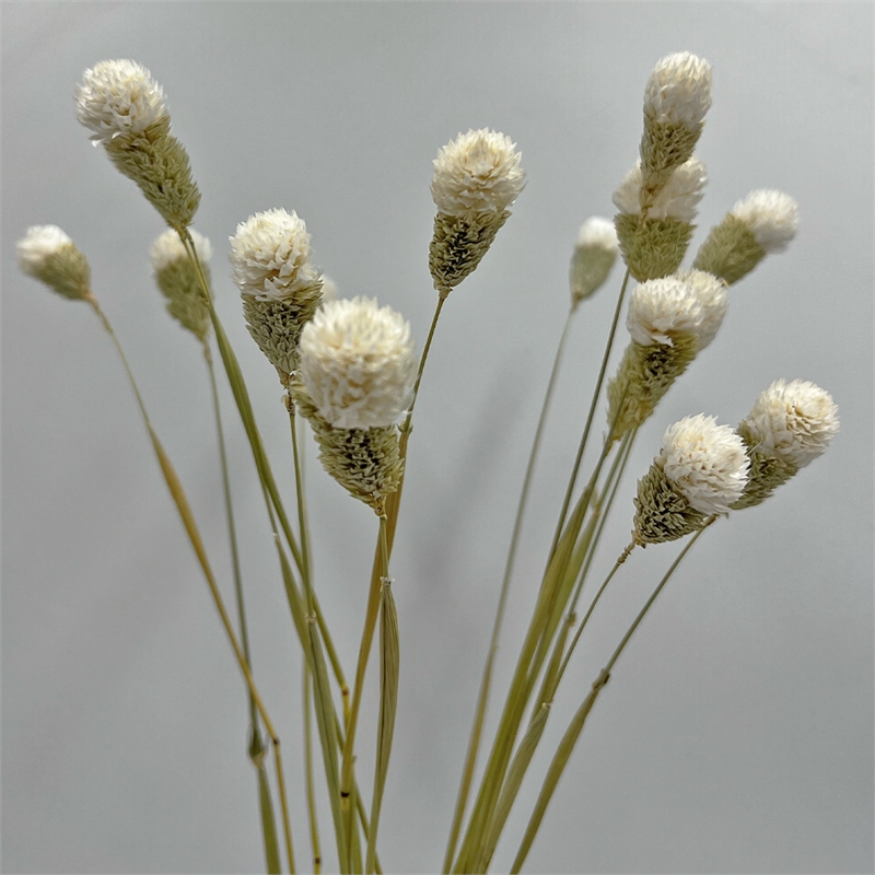 Pemberly Row Bundle of 4 Dried Gomphrena Globosa 22-24