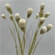 Pemberly Row Bundle of 4 Dried Gomphrena Globosa 22-24
