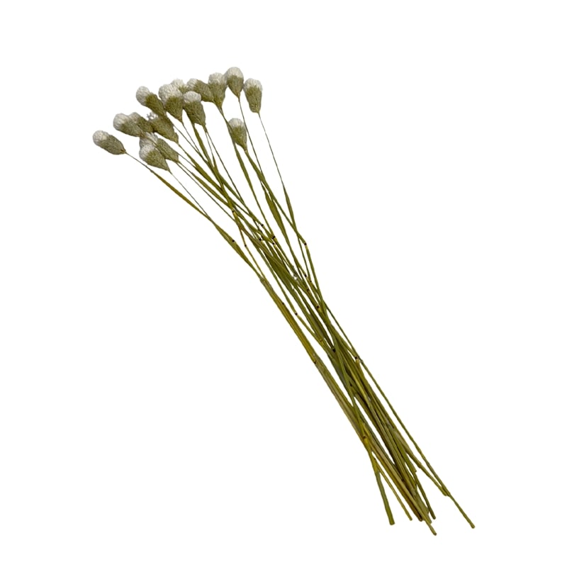 Pemberly Row Bundle of 4 Dried Gomphrena Globosa 22-24