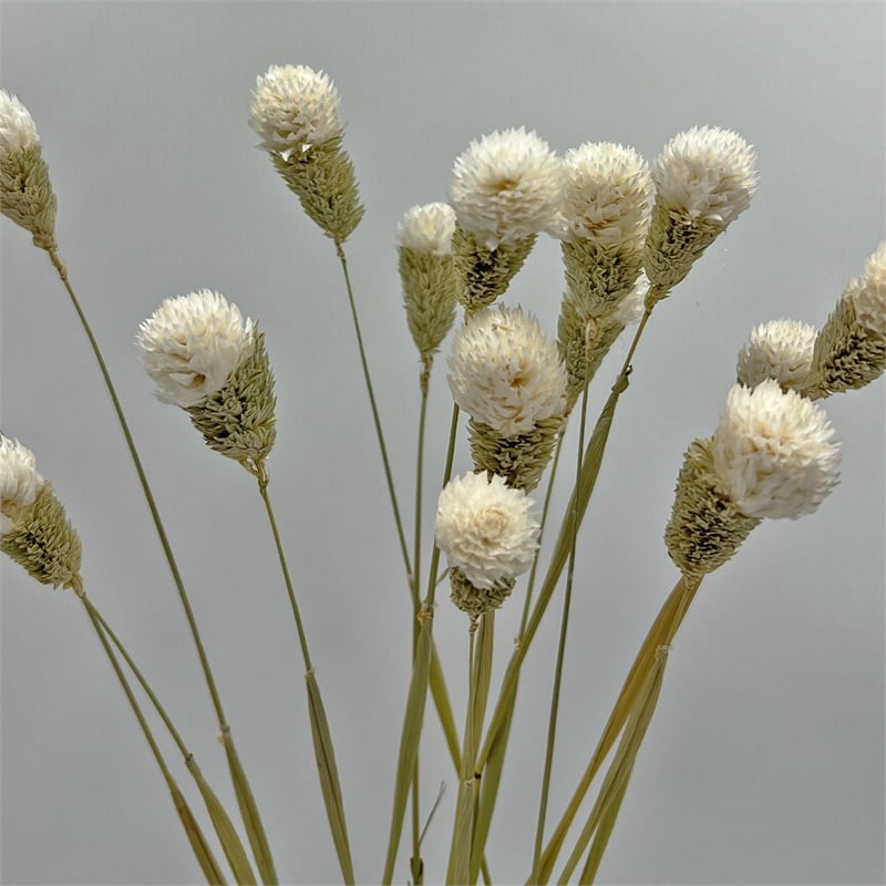 Pemberly Row Bundle of 4 Dried Gomphrena Globosa 22-24