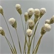 Pemberly Row Bundle of 4 Dried Gomphrena Globosa 22-24