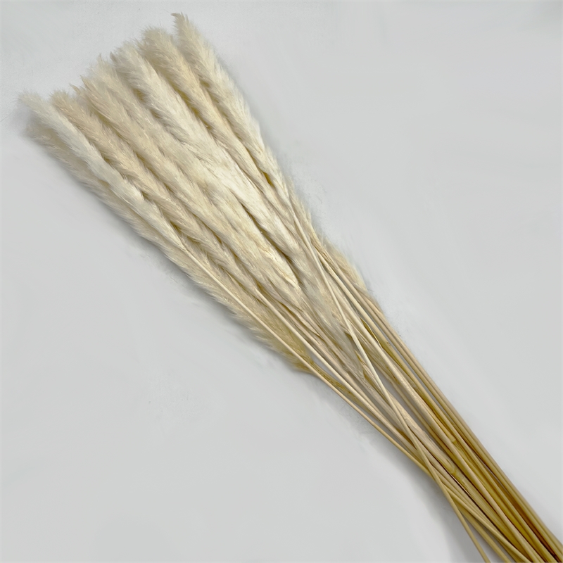 Pemberly Row Bundle of 4 Preserved Flowers Small Pampass Grass 20