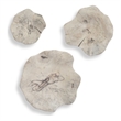 Pemberly Row Bleached Tamarind Wood Wall Decor in Brown (Set of 3)