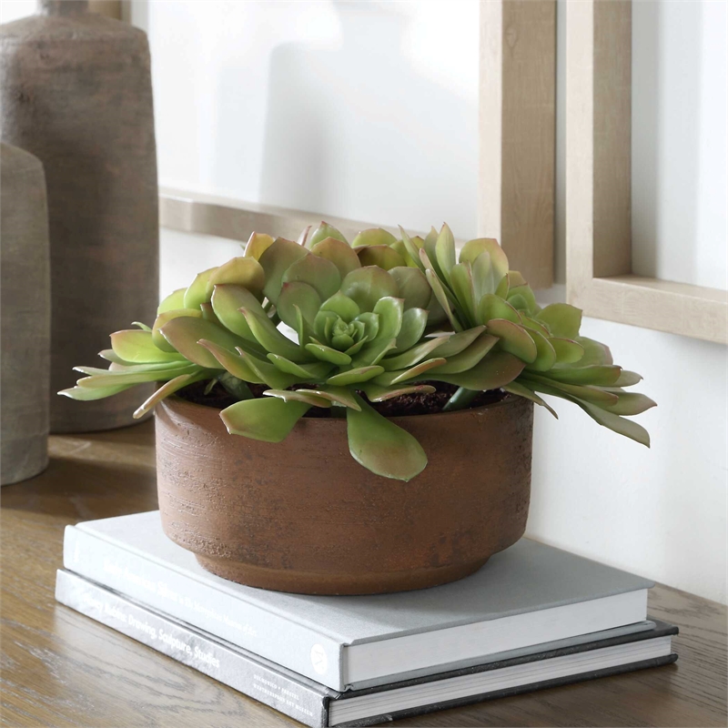 Pemberly Row Echeveria Succulent Accent in Natural Terracotta Brown Pot