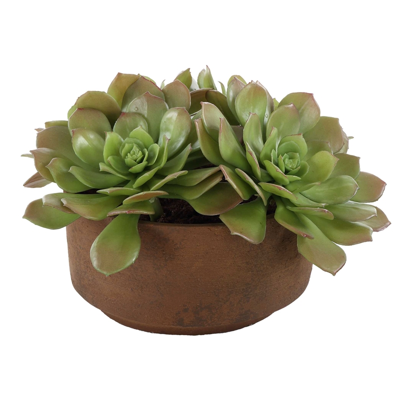 Pemberly Row Echeveria Succulent Accent in Natural Terracotta Brown Pot