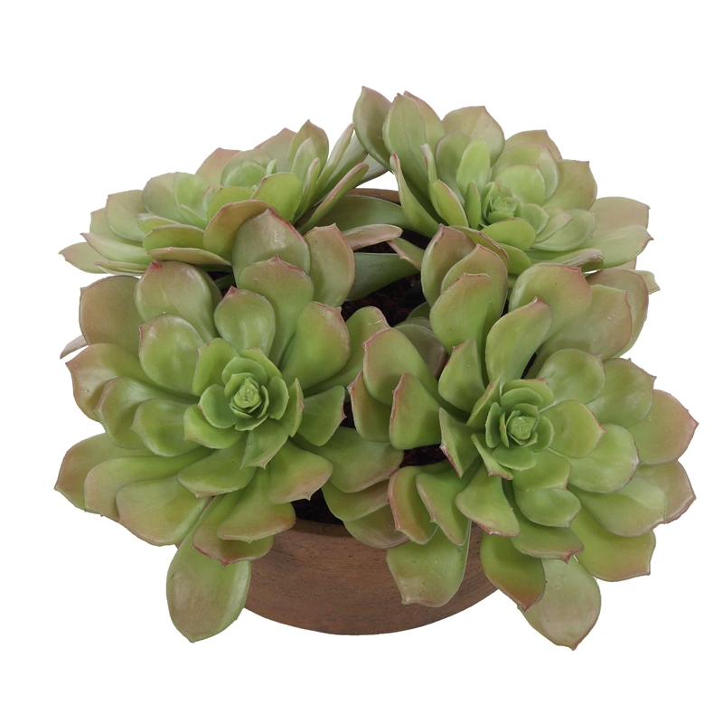 Pemberly Row Echeveria Succulent Accent in Natural Terracotta Brown Pot