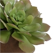 Pemberly Row Echeveria Succulent Accent in Natural Terracotta Brown Pot