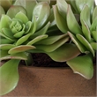 Pemberly Row Echeveria Succulent Accent in Natural Terracotta Brown Pot
