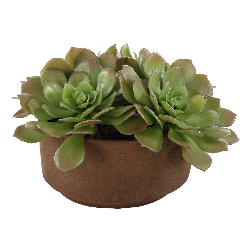Pemberly Row Echeveria Succulent Accent in Natural Terracotta Brown Pot