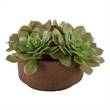 Pemberly Row Echeveria Succulent Accent in Natural Terracotta Brown Pot