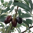 Pemberly Row Lifelike Potted Olive Plant with Fruit in Gray Planter