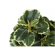 Pemberly Row Set of 2 14