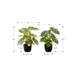 Pemberly Row Set of 2 13