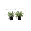Pemberly Row Set of 2 11