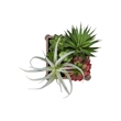 Pemberly Row Set of 2 Artificial Succulents 10