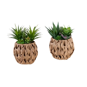 Pemberly Row Set of 2 Artificial Succulents 9&quot Tall in Brown Woven Baskets