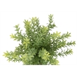 Pemberly Row 2-Pc Artificial Mulberry Grass Plants 12
