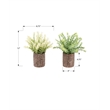 Pemberly Row 2-Pc Artificial Mulberry Grass Plants 12