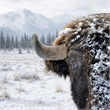 Pemberly Row Frameless Tempered Glass Wall Art Snowy Bison 60