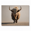 Pemberly Row Frameless Tempered Glass Wall Art Highway Cow 60
