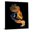 Pemberly Row Ying Yang Fish Tempered Glass Wall Art - 40