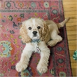 Pemberly Row 5' x 7' Polyester Area Rug in Pink and Blue