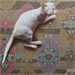 Pemberly Row 3' X 5' Accent Rug in Brown and Beige Polyester Chenille