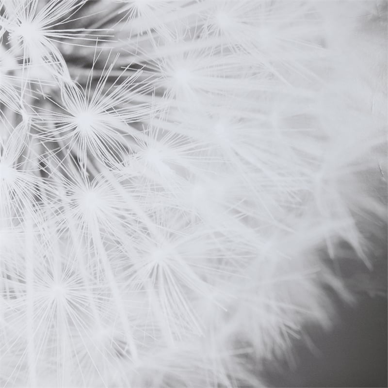 Maklaine Dandelion Seedhead Wood and Glass Framed Print in Black/White