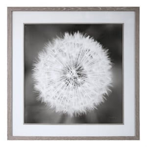Maklaine Dandelion Seedhead Wood and Glass Framed Print in Black/White