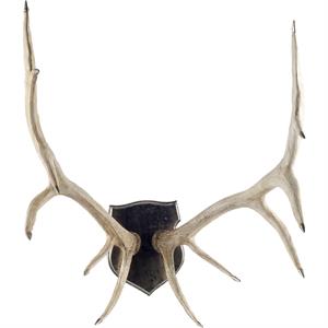 Maklaine Traditional Natural Off White Finish set of Resin Replica Deer Antlers