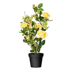 Faux Florals / Plants