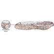 Meridian Furniture Arezzo Brown Marble Tray