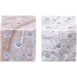Meridian Furniture Dice Brown Marble Decorative Dice