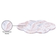Meridian Furniture Rimini Brown Clover Shaped Marble Tray