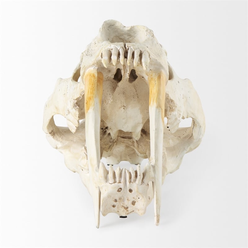 Mercana Fozzil White and Tan Colored Resin Sabretooth Skull Replica
