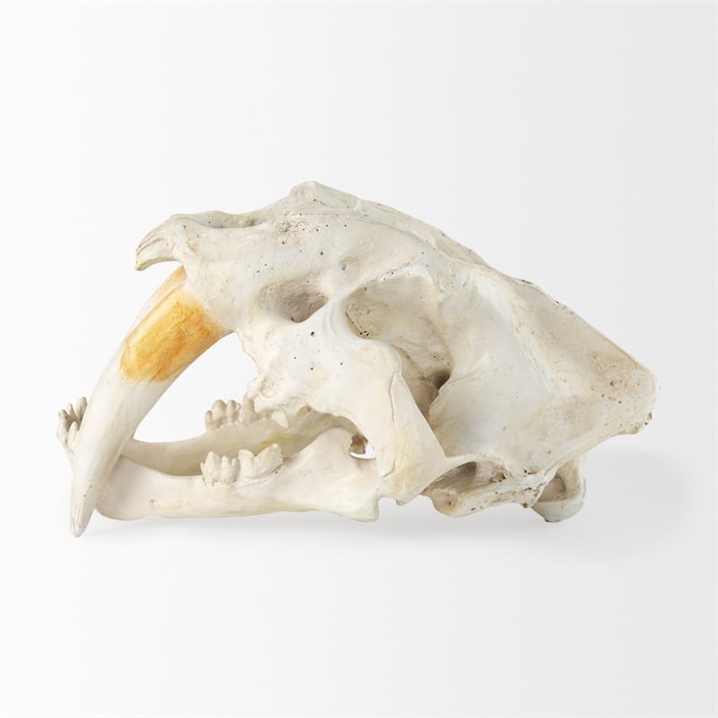 Mercana Fozzil White and Tan Colored Resin Sabretooth Skull Replica