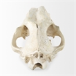Mercana Fozzil White and Tan Colored Resin Sabretooth Skull Replica