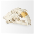 Mercana Fozzil White and Tan Colored Resin Sabretooth Skull Replica