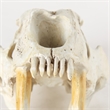 Mercana Fozzil White and Tan Colored Resin Sabretooth Skull Replica