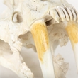 Mercana Fozzil White and Tan Colored Resin Sabretooth Skull Replica
