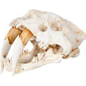 Mercana Fozzil White and Tan Colored Resin Sabretooth Skull Replica