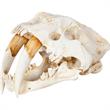 Mercana Fozzil White and Tan Colored Resin Sabretooth Skull Replica